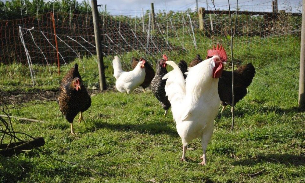 Comment élever des poules chez soi ? [GUIDE]