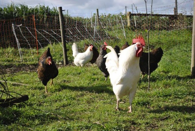 Plusieurs races de poules