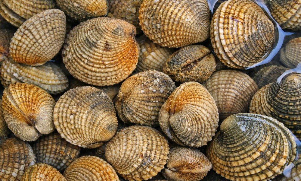 Praire : pêche à pied, saison, goût, cuisson, conseils