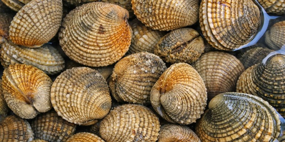 Praire : pêche à pied, saison, goût, cuisson, conseils