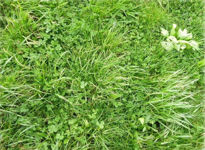 Prairies qui servent à l'alimentation des vaches