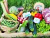 Légumes et fruits de saison