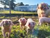 Cochons de plein air