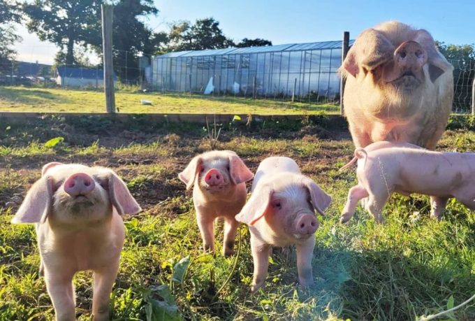Cochons de plein air