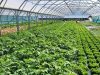 Serres de légumes