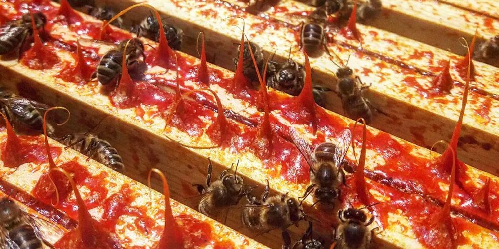 Les Bienfaits de la Propolis : 4 Variétés aux Pouvoirs Différents