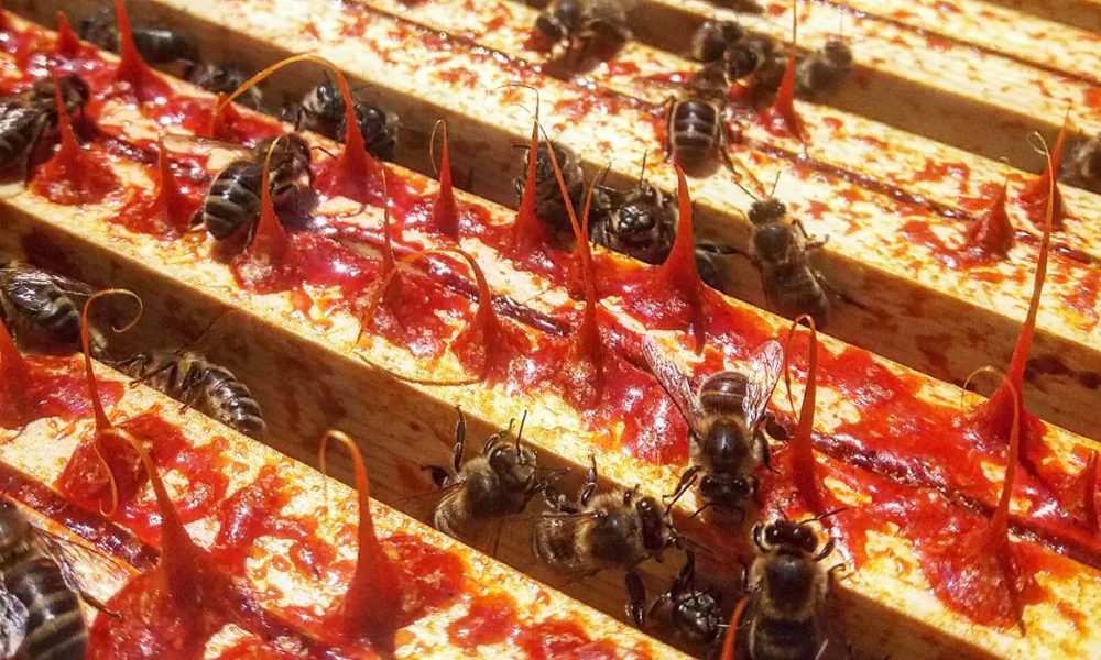 Les Bienfaits de la Propolis : 4 Variétés aux Pouvoirs Différents