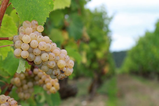 Raisins blancs des vignobles Chéneau
