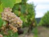 Raisins blancs des vignobles Chéneau