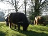 Les vaches écossaises, dites Highland Cattle