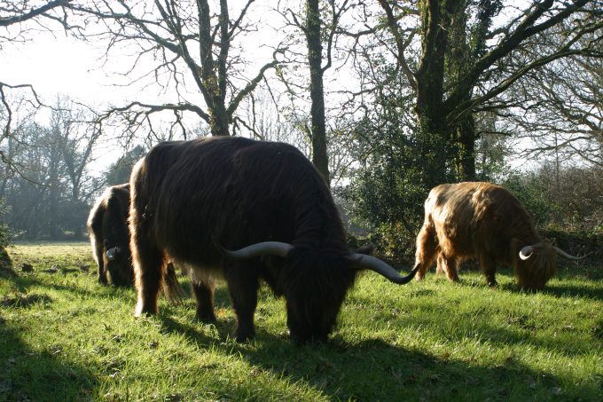 Les vaches écossaises, dites Highland Cattle