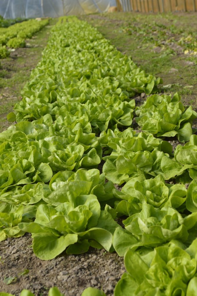 De la salade à foison !