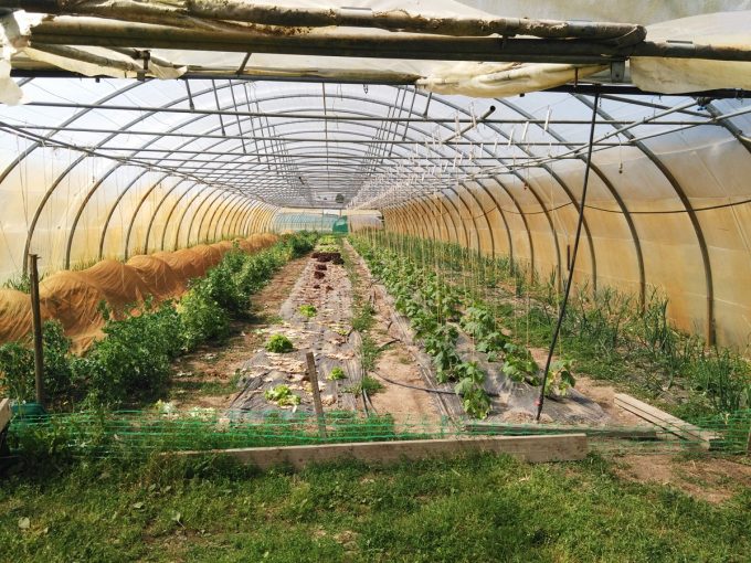 Serre de légumes