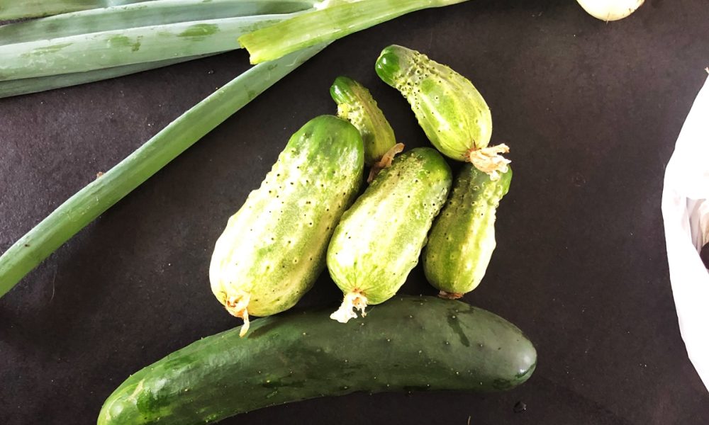 Comment faire des cornichons « maison » ? Recette facile !
