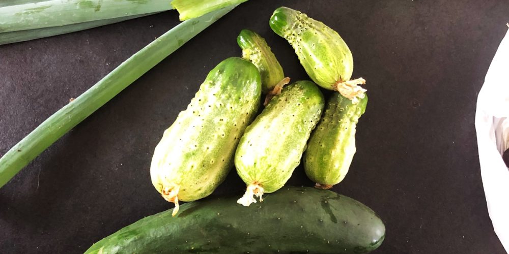 Comment faire des cornichons « maison » ? Recette facile !