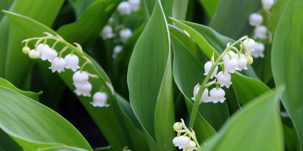 Idées de recette de saison pour le mois de Mai