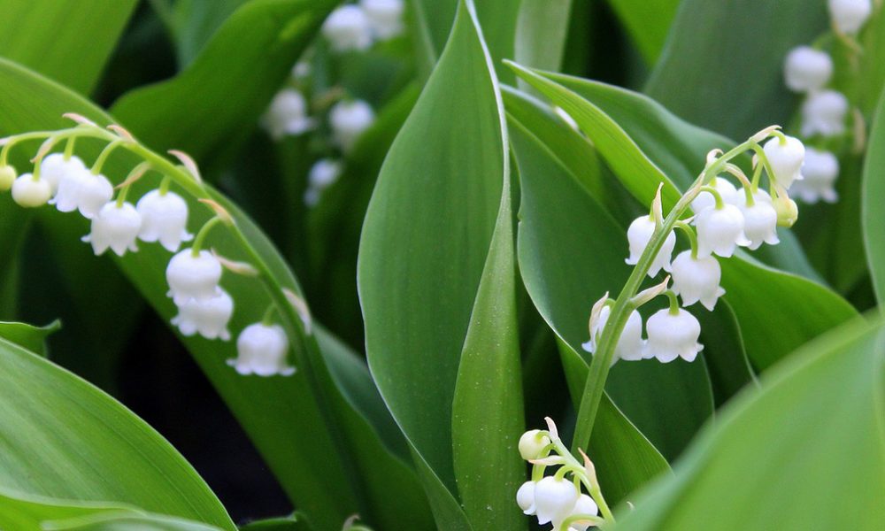 Idées de recette de saison pour le mois de Mai