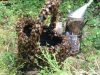 Reines d'Armorique - panier d'abeilles