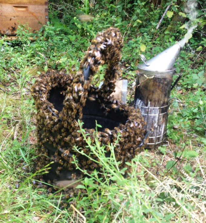 Reines d'Armorique - panier d'abeilles