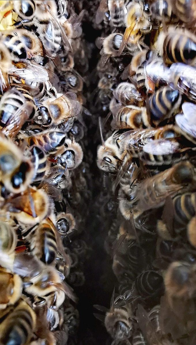 Reines d'Armorique - abeilles
