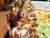 Reines d'Armorique - abeilles envol