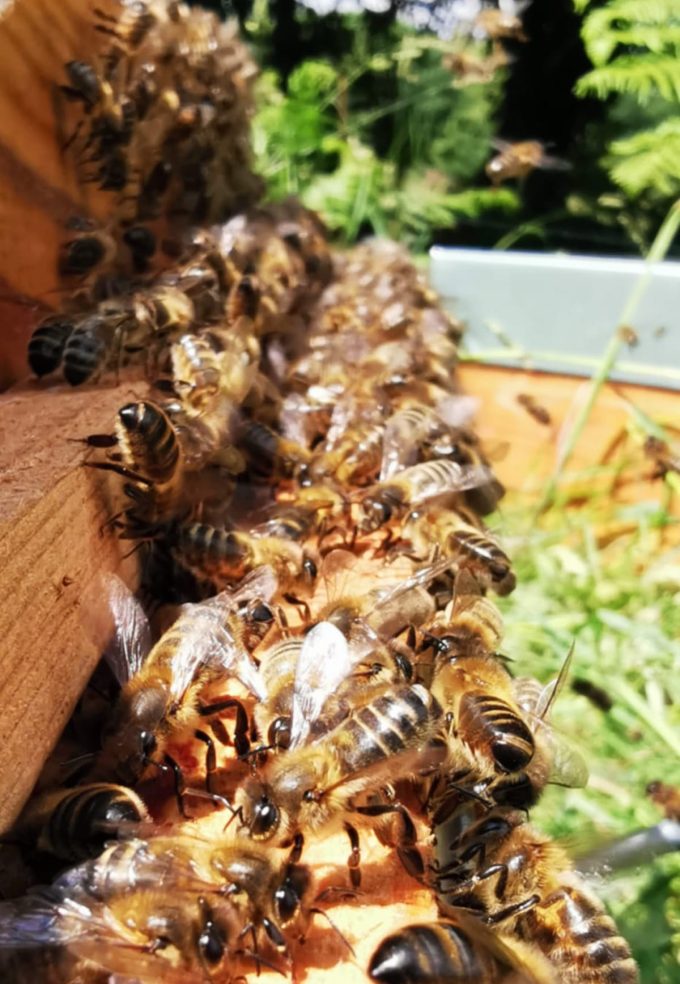 Reines d'Armorique - abeilles envol