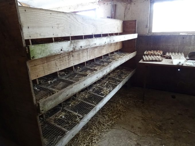 Récolte des oeufs