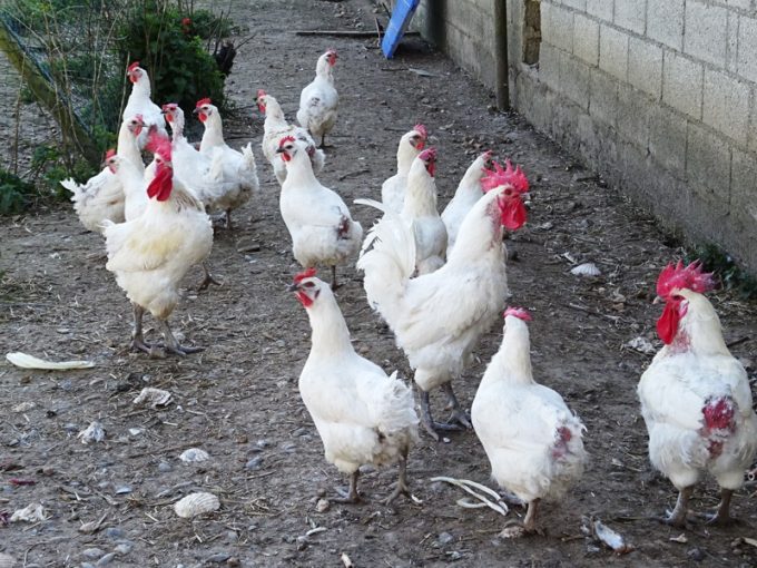 Ferme du Restou