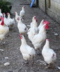 Ferme du Restou
