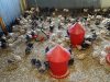Poussins