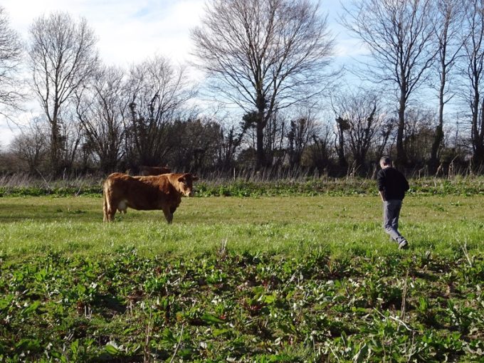 Vache Limousine