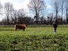 Vache Limousine