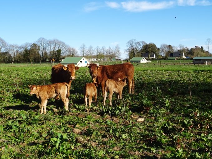 Troupeau de Limousine