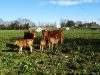 Troupeau de Limousine