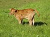 Veau de race Limousine