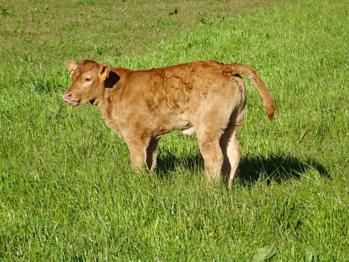 Veau de race Limousine