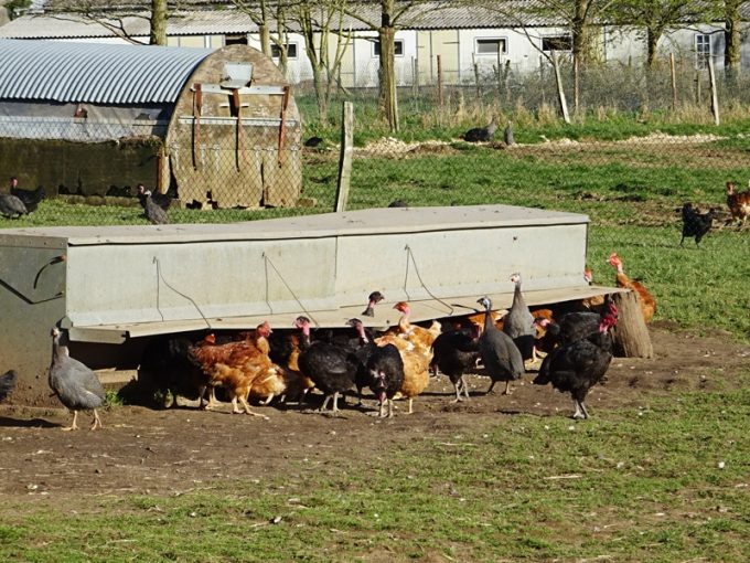 Volailles élevées en plein air