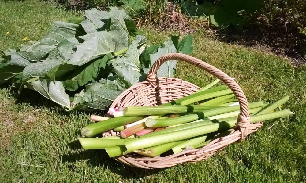 Rhubarbe : Origine, Bienfaits, Saison… et 15 idées recettes