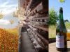 De la pomme au cidre