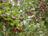 Nombreuses variétés de pommes locales