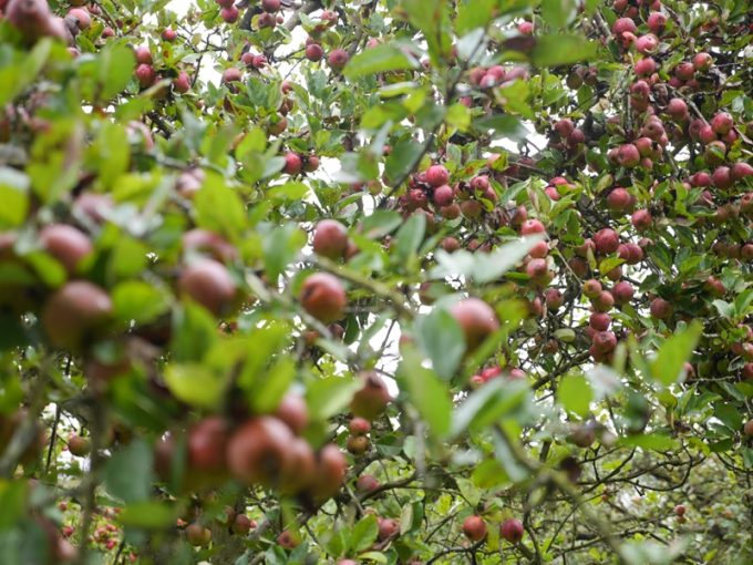 Nombreuses variétés de pommes locales