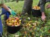 Ramassage des pommes
