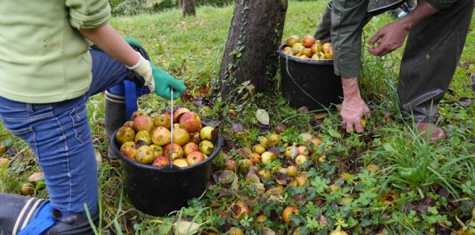 Ramassage des pommes