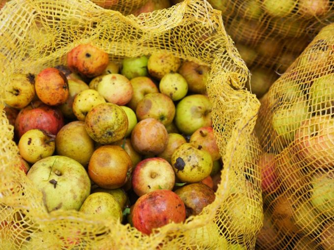 Pomme deviendra cidre !