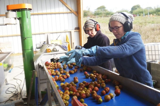 Tri des pommes