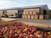 Stockage des pommes