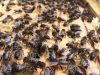 Abeilles noires