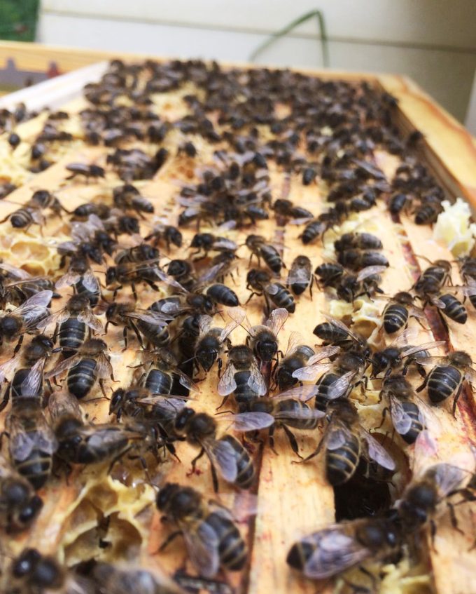 Abeilles noires