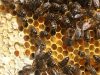Abeilles