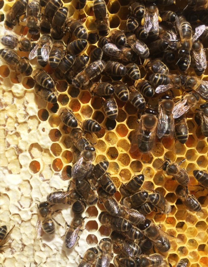 Abeilles